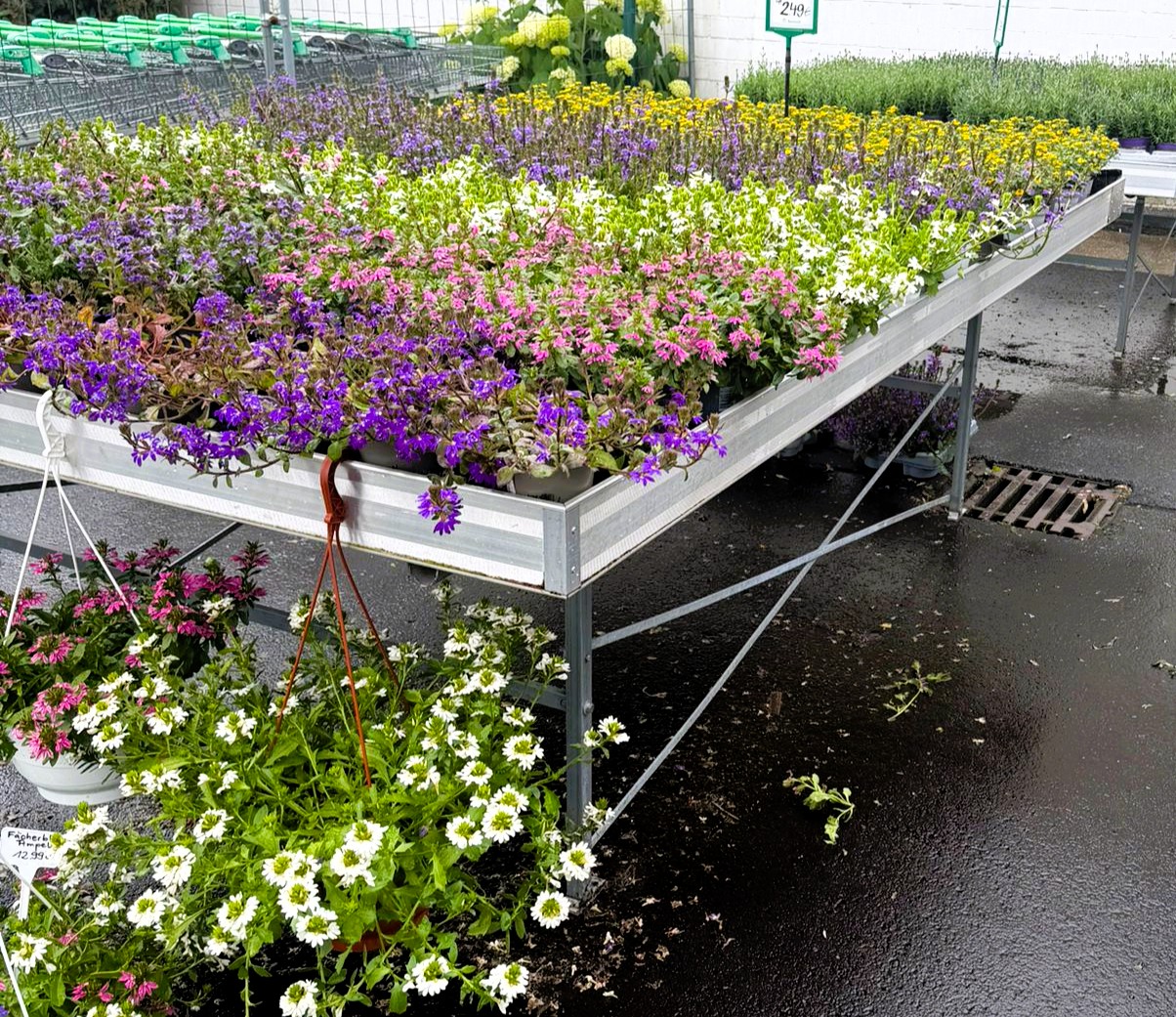 Monheimer Blumenmarkt
